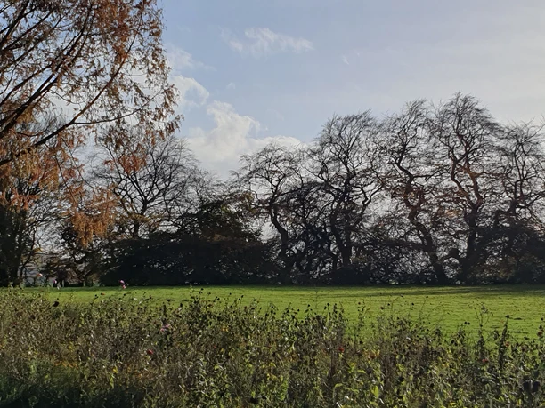 Zuwegung vorbei an den Süntelbuchen