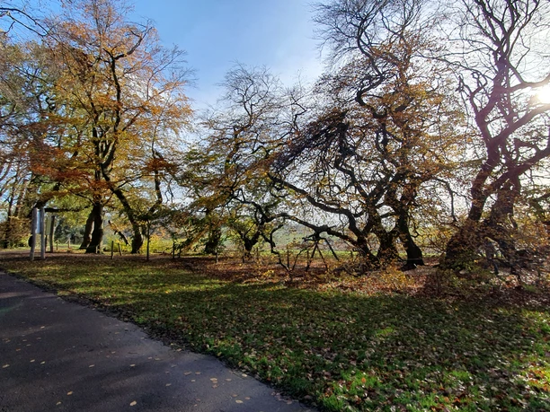 Fußweg zur NABU-OASE vorbei an den Süntelbuchen