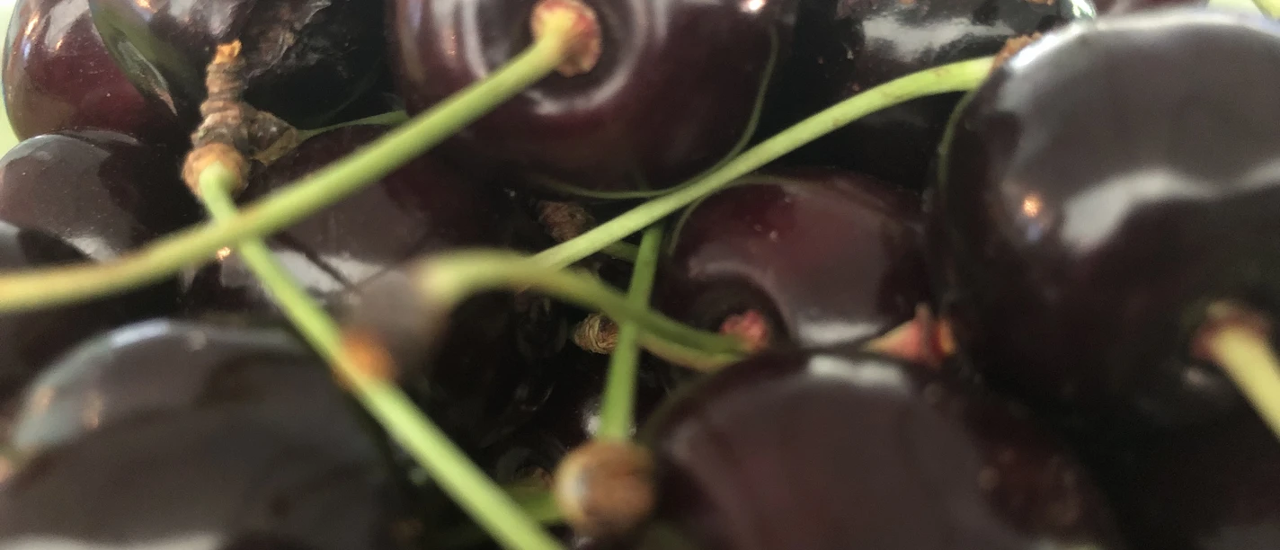 Frische, dunkelrote Kirschen mit grünen Stielen eng beieinander auf einer glatten Oberfläche.