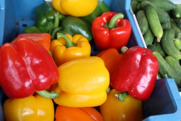 Verschiedene bunte Paprikaschoten in Rot, Gelb und Grün neben kleinen, frischen Gurken.