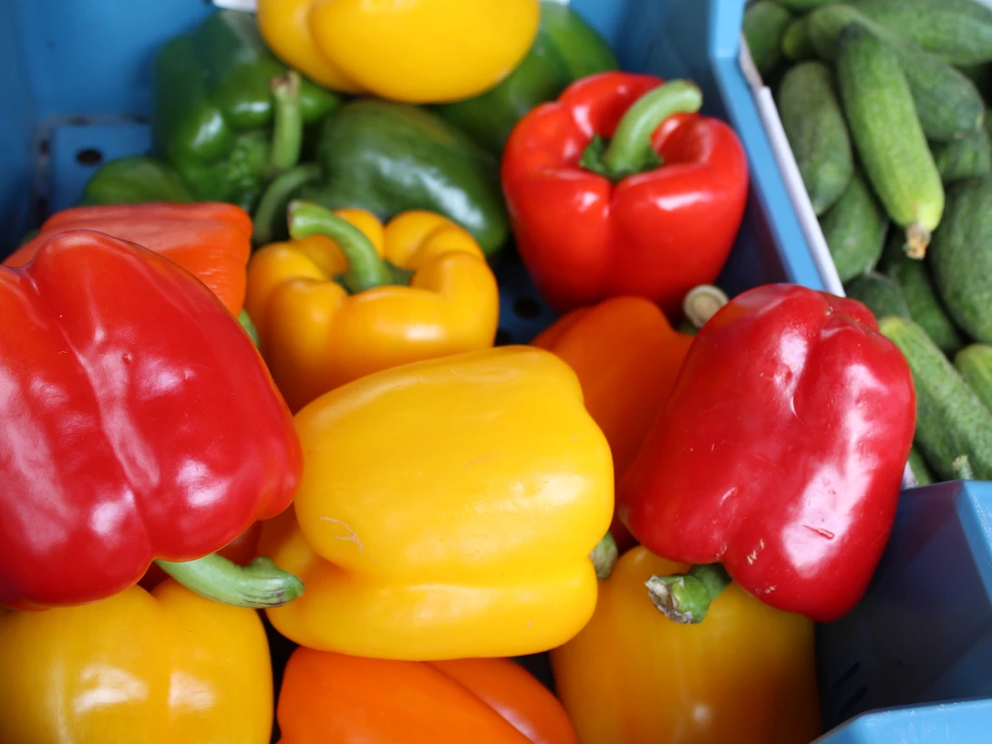Verschiedene bunte Paprikaschoten in Rot, Gelb und Grün neben kleinen, frischen Gurken.