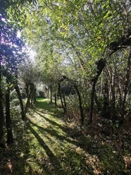 13)24.9.Offene Weidenpforte