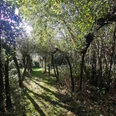 13)24.9.Offene Weidenpforte