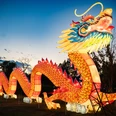 China Lights im Kölner Zoo Ein prächtiger, leuchtender chinesischer Drache windet sich in den Abendhimmel im Kölner Zoo.A magnificent, glowing Chinese dragon winds its way into the evening sky at Cologne Zoo.
