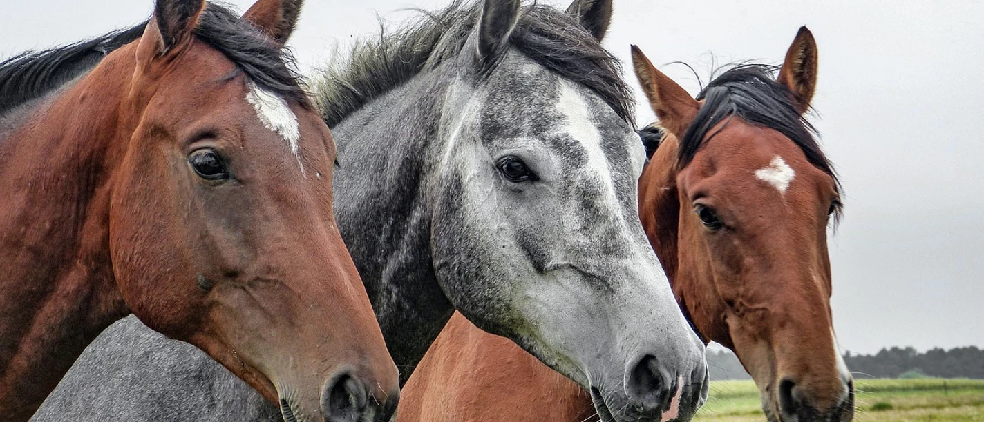 Op de foto staan drie paarden naast elkaar. Twee van de paarden zijn bruin, het paard in het midden is grijs. Ze kijken aandachtig in dezelfde richting en staan afgebeeld in een groene weide.