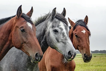 Pferde The picture shows three horses standing next to each other. Two of the horses are brown, the one in the middle is gray. They are looking attentively in the same direction and are depicted in a green meadow.