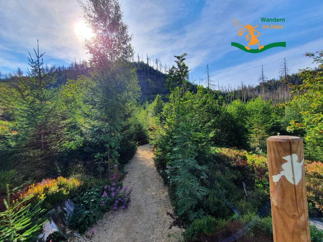 Wandern im Harz - Harzer-Hexen-Stieg - Kurzprogramme Wandern im Harz - Harzer-Hexen-Stieg - Kurzprogramme