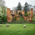 Burgruine Rahden mit überwucherten Backsteinmauern, umgeben von grüner Wiese und grasenden Schafen.