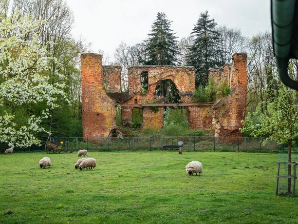 Burgruine Rahden mit überwucherten Backsteinmauern, umgeben von grüner Wiese und grasenden Schafen.