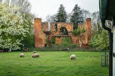 Burgruine Rahden Burgruine Rahden mit überwucherten Backsteinmauern, umgeben von grüner Wiese und grasenden Schafen.