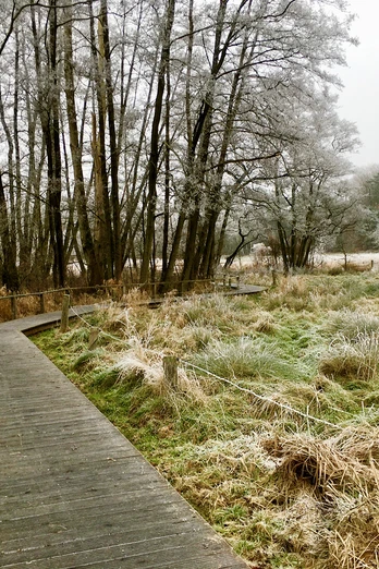 Wanderweg im Hellbachtal Ein Holzsteg führt durch eine Wiese im Hellbachtal. Das Gras und die Bäume sind mit Reif bedeckt.