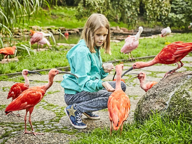Weltvogelpark_Freiflughalle.jpg
