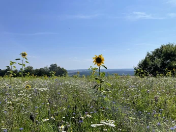 Aussicht Vogteiturm vom Augeblick aus