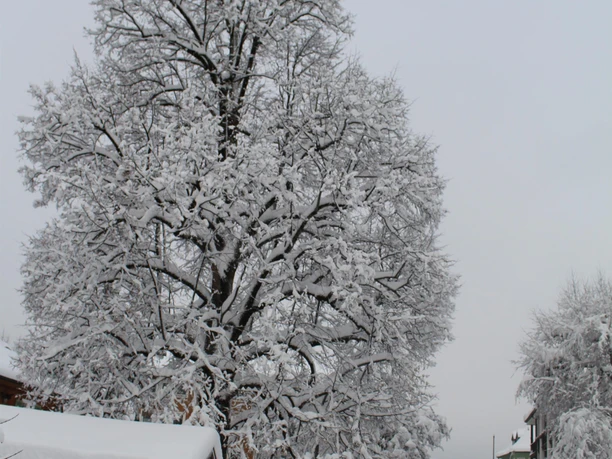 Schneelandschaft Schneelandschaft