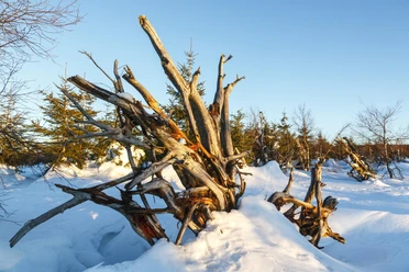 Nationalpark Schwarzwald im Winter