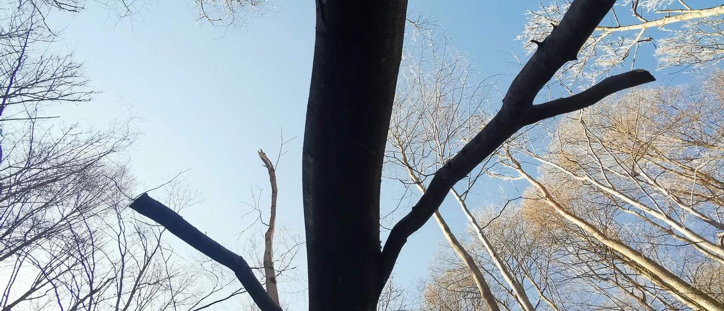 Gefallener Baum im Wald Naturfotografie