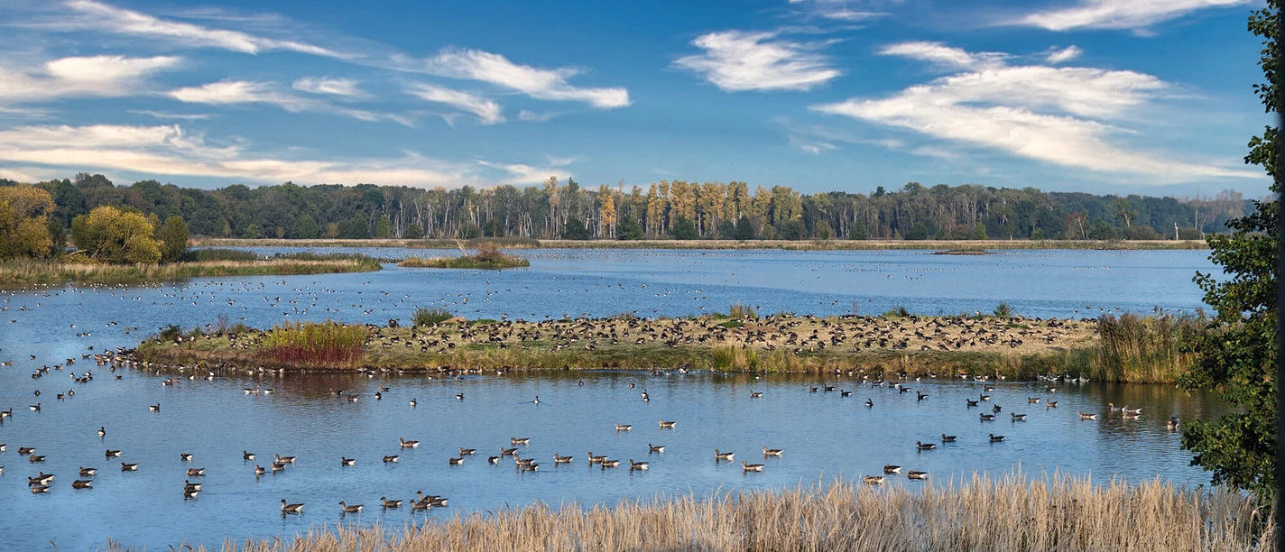 UNESCO-Biosphärenreservat Drömling.jpg