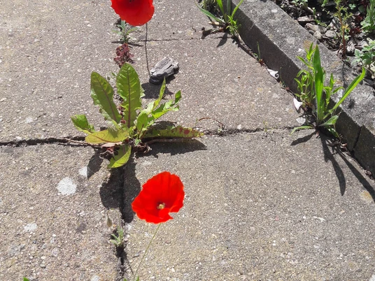 Resilient: Mohn