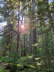 Widerstandskraft durch die Natur