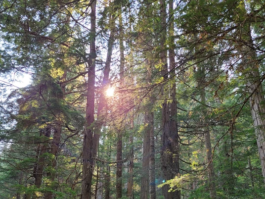 Widerstandskraft durch die Natur