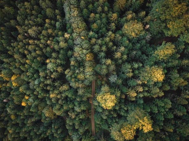 Wald von oben klein 2022