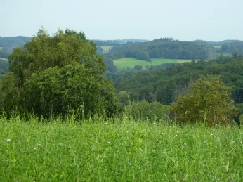 Bergische Landschaft Grüne Wiesenlandschaft mit üppigen Bäumen und sanften Hügeln unter leicht bewölktem Himmel.