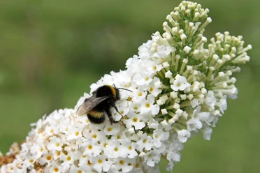 medizinwald-p (Detlef Otte).jpg Hummel sitzt auf weißen Blüten und sammelt Nektar