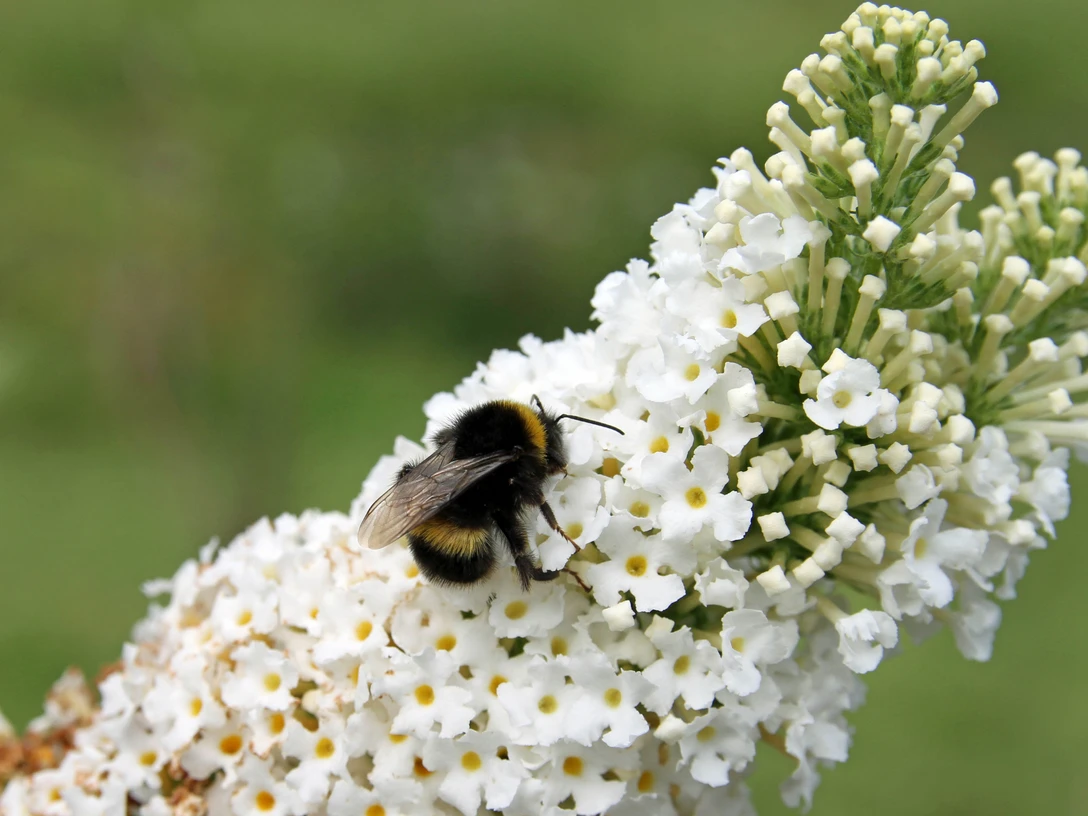 medizinwald-p (Detlef Otte).jpg Hummel sitzt auf weißen Blüten und sammelt Nektar