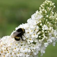 medizinwald-p (Detlef Otte).jpg Hummel sitzt auf weißen Blüten und sammelt Nektar