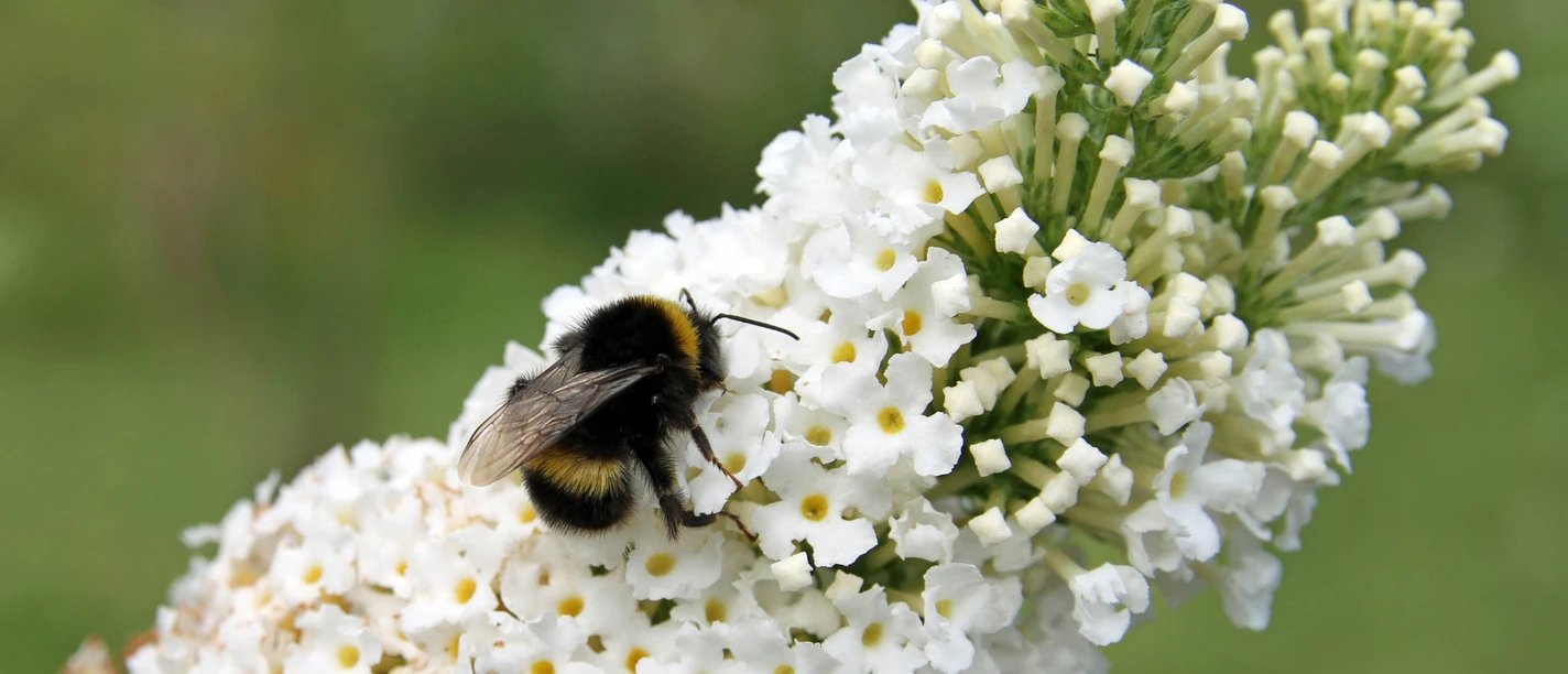 medizinwald-p (Detlef Otte).jpg Hummel sitzt auf weißen Blüten und sammelt Nektar