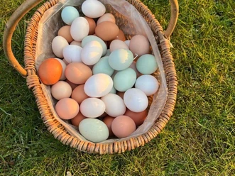 Hofladen Eier