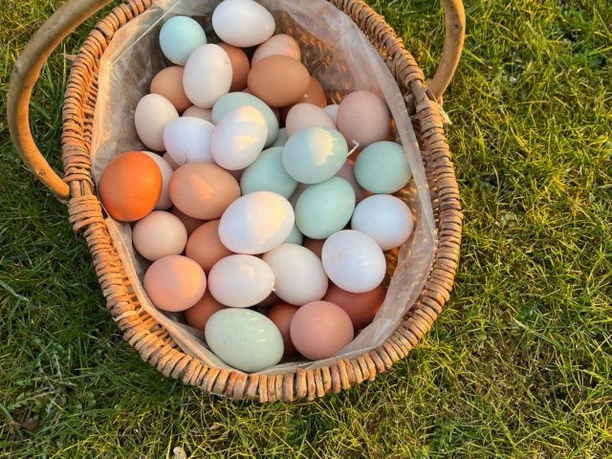 Hofladen Eier