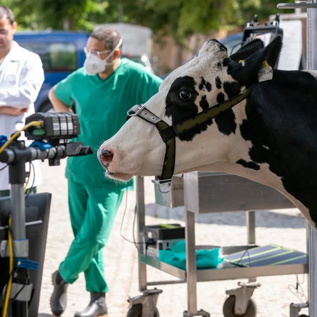 Ihre Tagung & Konferenz in Leipzig: 11. Leipziger Tierärztekongress Untersuchung und Test aus dem Kofferlabor