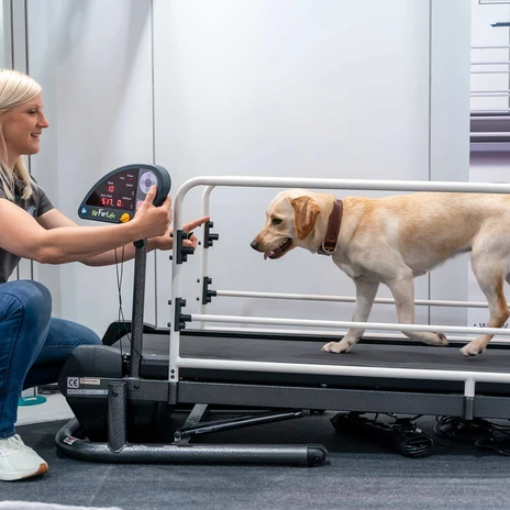 Your meeting & conference in Leipzig: 11. Leipziger Tierärztekongress therapeutic measures for dogs