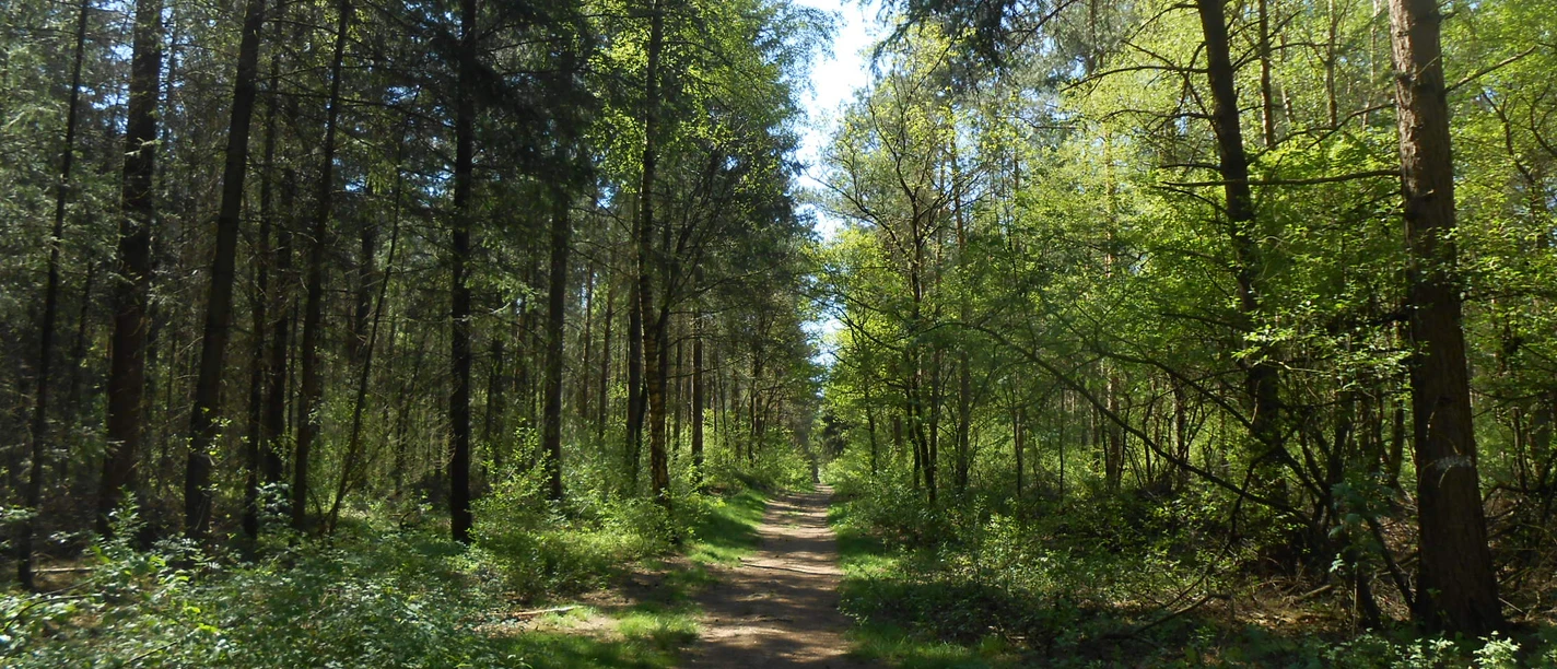 Hatten_Barneführer Holz Waldweg.jpg