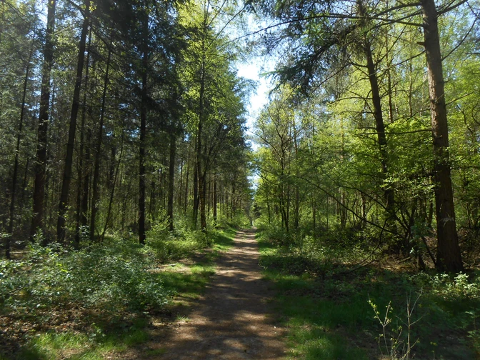 Hatten_Barneführer Holz Waldweg.jpg