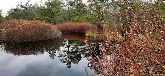 Hude_Huder Weg zum Moor_Gagelblüte_M. Weisensee_Favorit 2.jpg