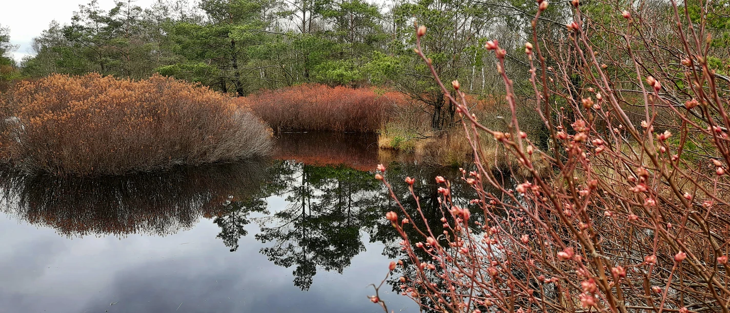 Hude_Huder Weg zum Moor_Gagelblüte_M. Weisensee_Favorit 2.jpg