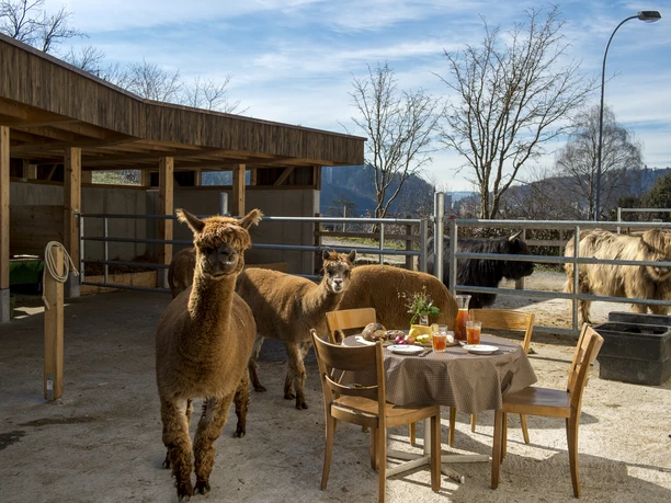 Hinter Musegg – the urban farm