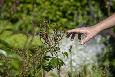Bibelgarten Twist, Käthes Bauerngarten ©TMN GmbH, Sabine Braun Fotografie-12.jpg