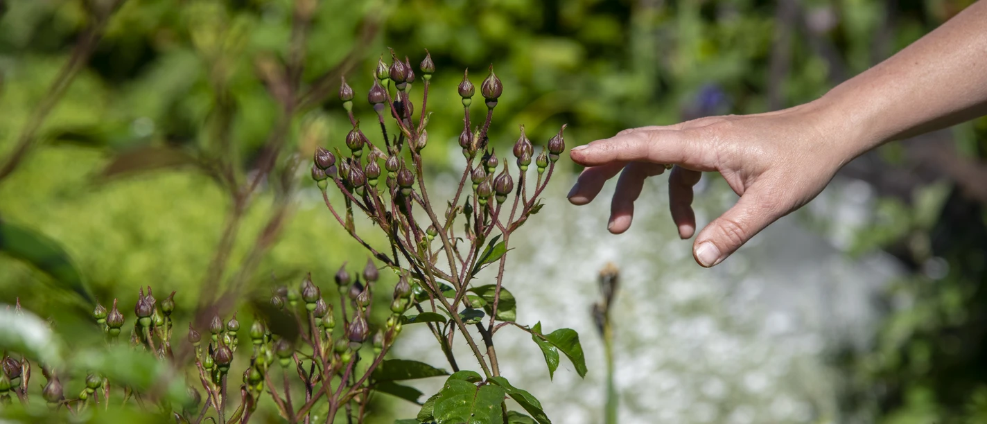 Bibelgarten Twist, Käthes Bauerngarten ©TMN GmbH, Sabine Braun Fotografie-12.jpg