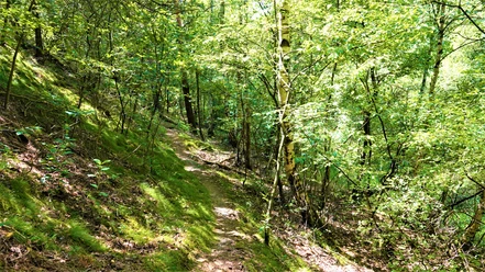 Tinner Loh - Seitenkanal Gleesen-Papenburg, Wandern im Emsland ©Naturpark Hümmling (1).jpg Sonnenbeschienener Waldpfad mit Moosbewuchs, umgeben von jungen Bäumen und dichtem Grün.
