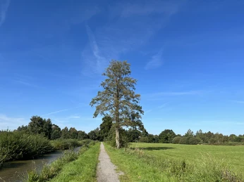 Oll Wiek, Sommer, Landschaftspfad, Gemeinde Rhauderfehn Schmaler Weg zwischen grünem Feld und Kanal auf unter klarem blauem Himmel mit einem großen Baum am Wegesrand