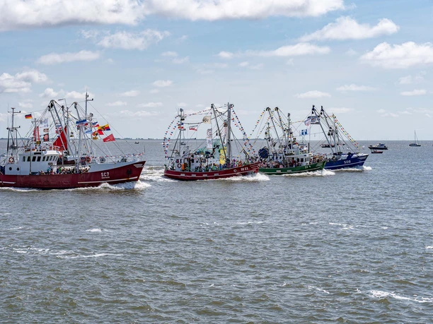 Kutterregatta in Büsum Geschmückte Fischkutter fahren über das Meer.