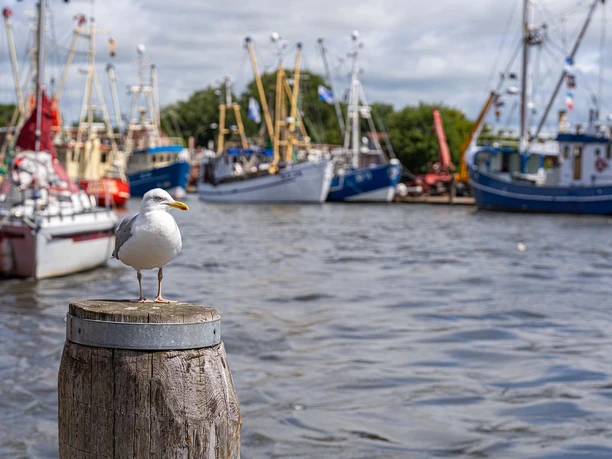 Kutterregatta in Büsum Eine Möwe sitzt auf einem Holzpfahl. Im Hintergrund sind geschmückte Fischkutter.