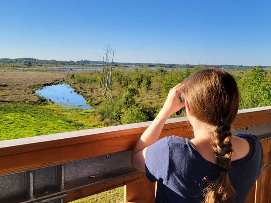 Naturbeobachtung vom Bernhard-Grzimek-Turm, NSG Theikenmeer, Werlte ©Naturpark Hümmling.jpg Person mit Fernglas beobachtet von einem Aussichtsturm die Moorlandschaft des Theikenmeers bei Werlte.
