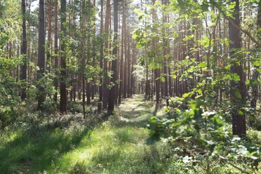 Waldidylle am Wanderweg Wandern durch dichte Waldgebiete der Lüneburger Heide