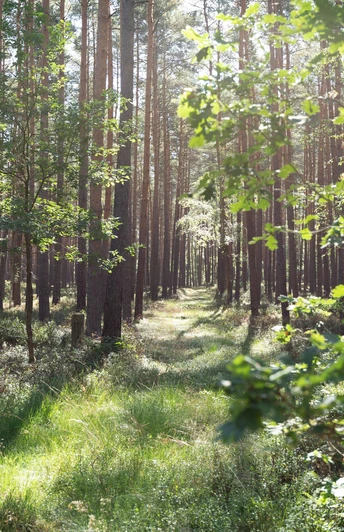 Waldidylle am Wanderweg Wandern durch dichte Waldgebiete der Lüneburger Heide