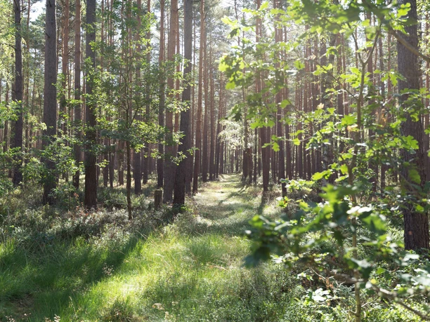 Waldidylle am Wanderweg Wandern durch dichte Waldgebiete der Lüneburger Heide
