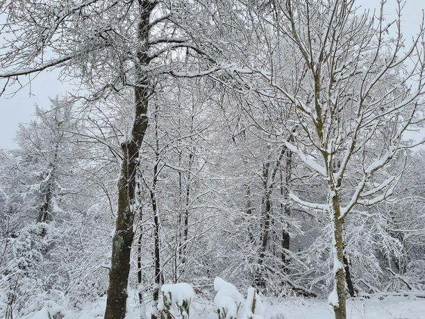 Winterwald